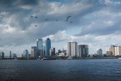 Birds flying over buildings in city