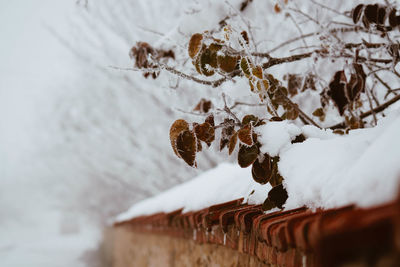 Close-up of snow covered plant