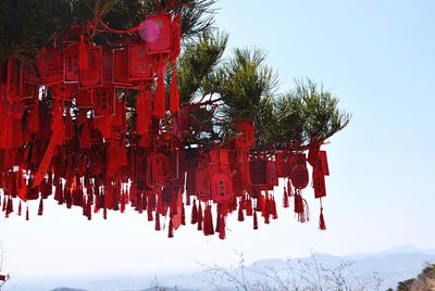 Close-up of red tree