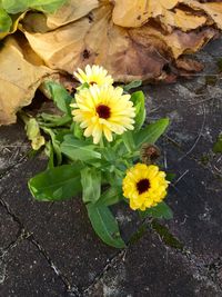 Close-up of yellow flower