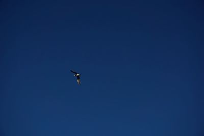 Low angle view of eagle flying against clear blue sky