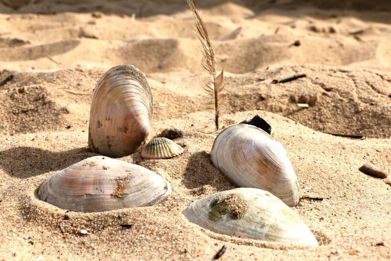 sand, beach, sunlight, close-up, summer, seashell, sunny, tranquility, nature, day, outdoors, shore, surface level, abundance, non-urban scene, non urban scene, focus on foreground, full frame, beauty in nature, no people, tranquil scene, scenics