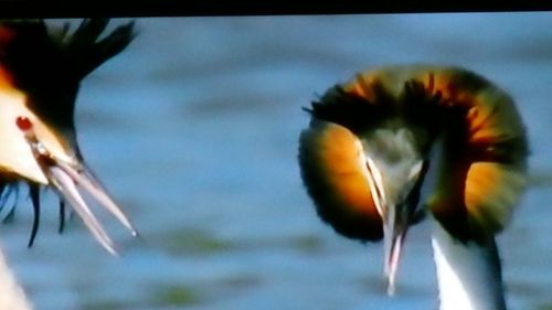 Close-up of bird in water