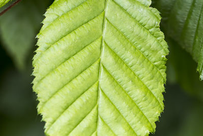 Close-up of green leaves