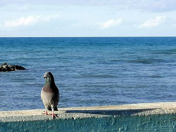 View of a bird on the beach