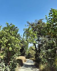 Footpath amidst trees against clear blue sky