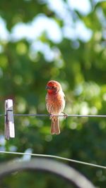 Close-up of bird perched staring at clothespin