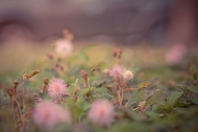 Close-up of flowering plants on field