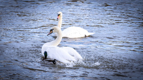 Swan floating on lake