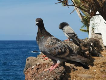 Bird perching on rock by sea against sky