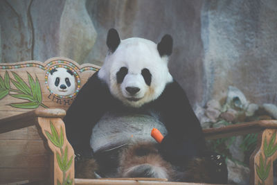 View of animal eating food in zoo