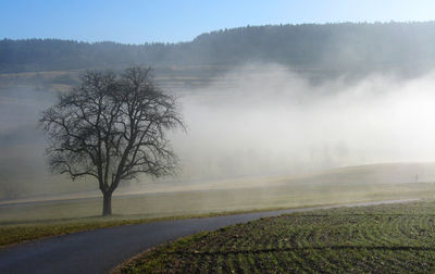 Bare tree by road in foggy weather