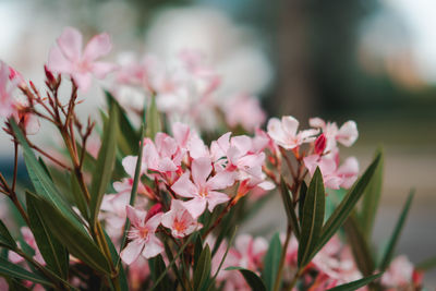 Close-up of pink flowering plants