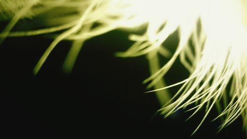 Close-up of fresh green plant against black background