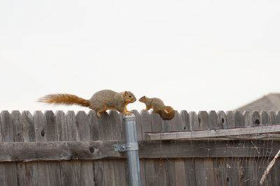animal