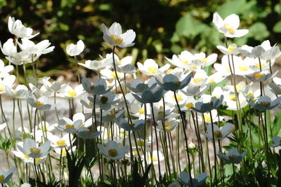 Close-up of white flowering plants on field