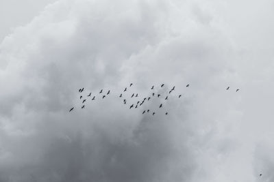 Low angle view of birds flying in sky