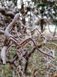 Close-up of frozen plant on branch