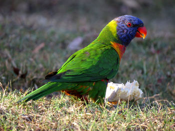Close-up of parrot perching on grass