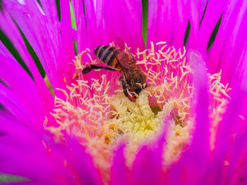 Close-up of bee pollinating on purple flower