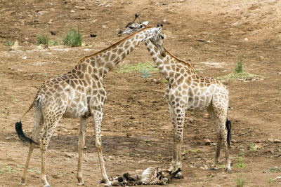 Giraffes on field in kruger national park