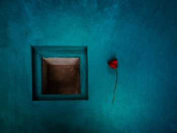 Close-up of poppy against blue wall