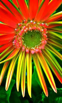 Close-up of red flower