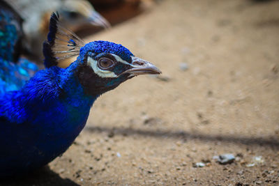 Close-up of a peacock