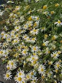 Full frame shot of yellow flowers blooming on field