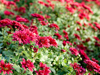 Close-up of red flowering plants