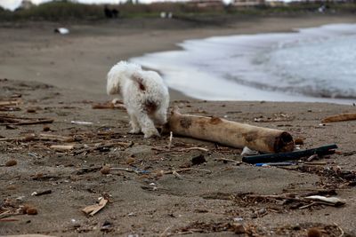 Sheep on beach