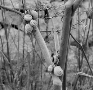 Close-up of stuffed toy hanging on tree