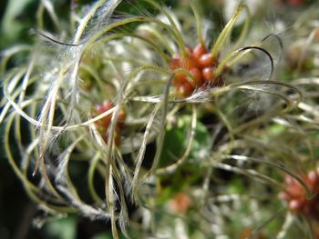 Close-up of plant against blurred background