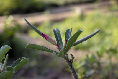 Close-up of flowering plant