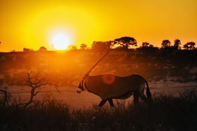 Horses on field against orange sky