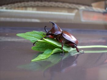 Close-up of insect on leaf