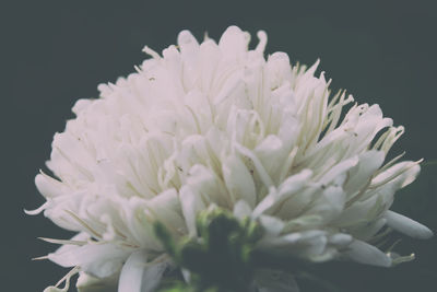 Close-up of dahlia blooming outdoors