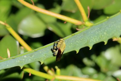 Close-up of insect on leaf