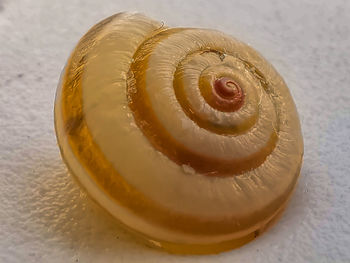 High angle view of shell on table