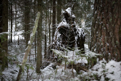 Snow covered trees in forest