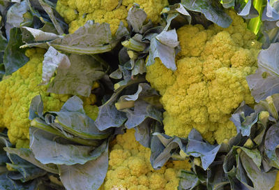 High angle view of yellow leaves on plant