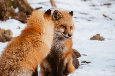 Red foxes sitting on snow covered land