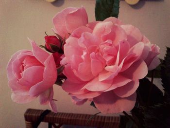 Close-up of pink flowers in vase