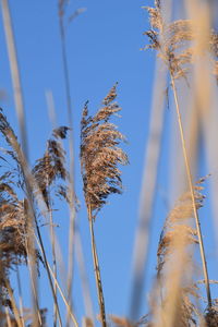 Close-up of stalks against blue sky