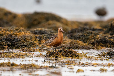 Bird perching on a field