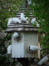 Bird perching on birdhouse