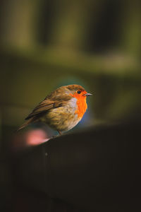 Close-up of bird perching on a bench