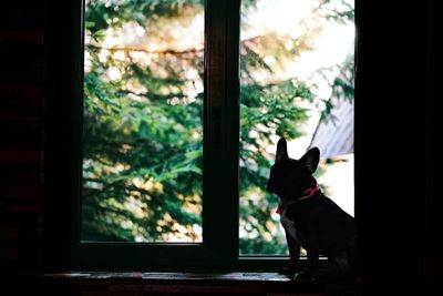 French bulldog dog looking through window