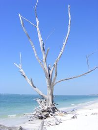 Driftwood on shore at beach against clear sky