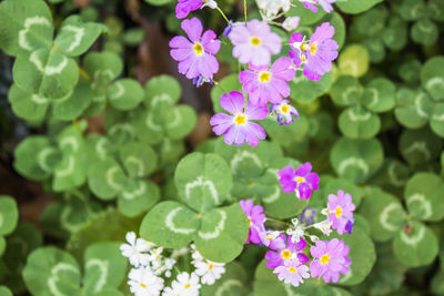 Close-up of purple flowers blooming outdoors